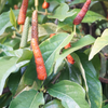 Long Pepper (Piper longum)