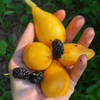 Loquat Seedling (Eriobotrya japonica)