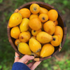 Loquat Seedling (Eriobotrya japonica)