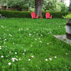 Low Grow No-Mow Lawn Mix – Clover & Low-Maintenance Grass Alternative – photo 5