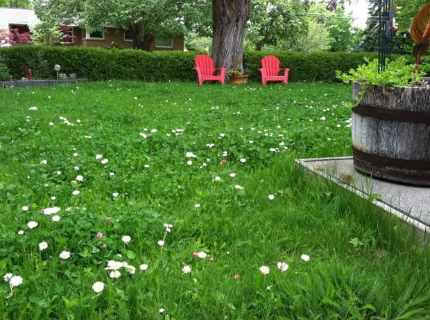 Low Grow No-Mow Lawn Mix – Clover & Low-Maintenance Grass Alternative – photo 5