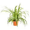 Chlorophytum comosum 'Spider Plant'