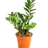 Zamioculcas Zamiifolia 'ZZ Plant'
