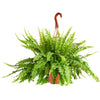 Kimberly Queen Fern