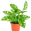 Monstera Adansonii