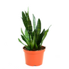 Sansevieria Zeylanica 'Bowstring'