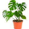 Monstera Deliciosa 'Split Leaf'