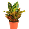 Codiaeum variegatum 'Petra'
