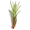 Tillandsia Melanocrater
