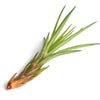 Tillandsia Melanocrater