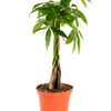 Pachira aquatica 'Money Tree'