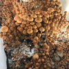 Earthworm Casting Mushroom Substrate