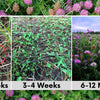 Medium Red Clover Seed – photo 5