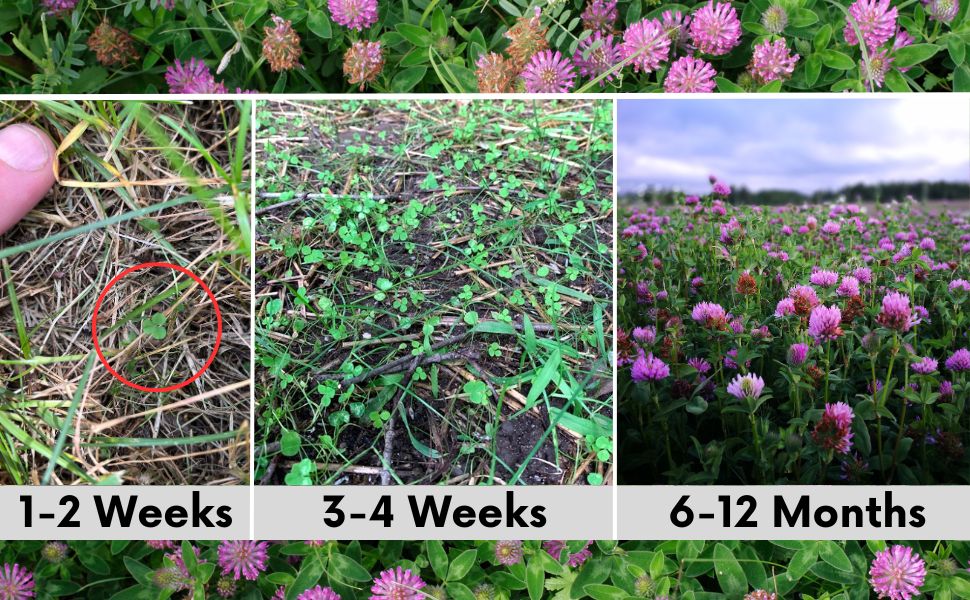 Medium Red Clover Seed – photo 5
