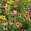 Midwest Native Wildflower Mix – photo 3