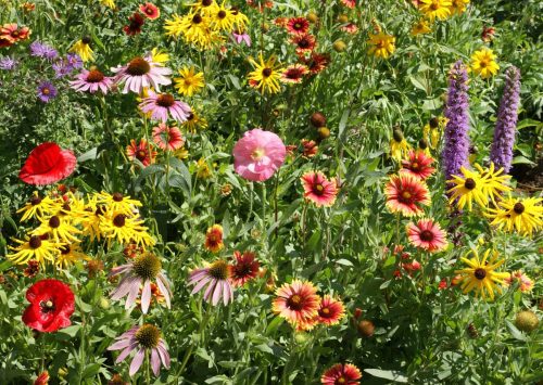 Midwest Native Wildflower Mix – photo 3