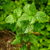 Magenta Leaf Plant, Lá Cẩm (Peristrophe roxburghiana)