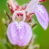 Magenta Leaf Plant, Lá Cẩm (Peristrophe roxburghiana)