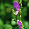 Magenta Leaf Plant, Lá Cẩm (Peristrophe roxburghiana)