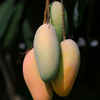 Mango 'Mahachanok' (Mangifera indica)