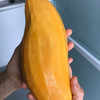 Mango 'Mahachanok' (Mangifera indica)