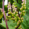 Malabar Spinach (Basella alba)