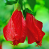 Turk's Cap (Malvaviscus arboreus)