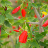 Turk's Cap (Malvaviscus arboreus)