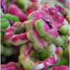 Manila Tamarind, Camachile (Pithecellobium dulce)