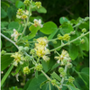 Manila Tamarind, Camachile (Pithecellobium dulce)