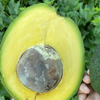 Avocado 'Marcus Pumpkin' (Persia americana)