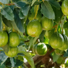 Avocado 'Marcus Pumpkin' (Persia americana)