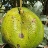 Avocado 'Marcus Pumpkin' (Persia americana)