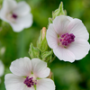 Marshmallow (Althaea officinalis)