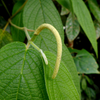 Matico (Piper aduncum)