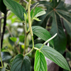 Matico (Piper aduncum)