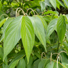 Matico (Piper aduncum)