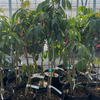 Lychee 'Mauritius' (Litchi chinensis)