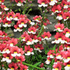 50 RED & WHITE NEMESIA Strumosa Danish Flag Fragrant Bicolor Flower Seeds