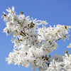 5 STAR MAGNOLIA Stellata TREE Seeds - Fragrant White to Pink Big 4" Wide Flowers