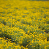 250 MAXIMILIAN (Prairie) SUNFLOWER Helianthus Maximiliani Flower Seeds