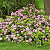 50 MIXED HYBRIDS RHODODENDRON spp. Mixed Colors - Red, Pink, Purple, White, Yellow, Orange Flower Sun or Shade Bush Shrub Seeds