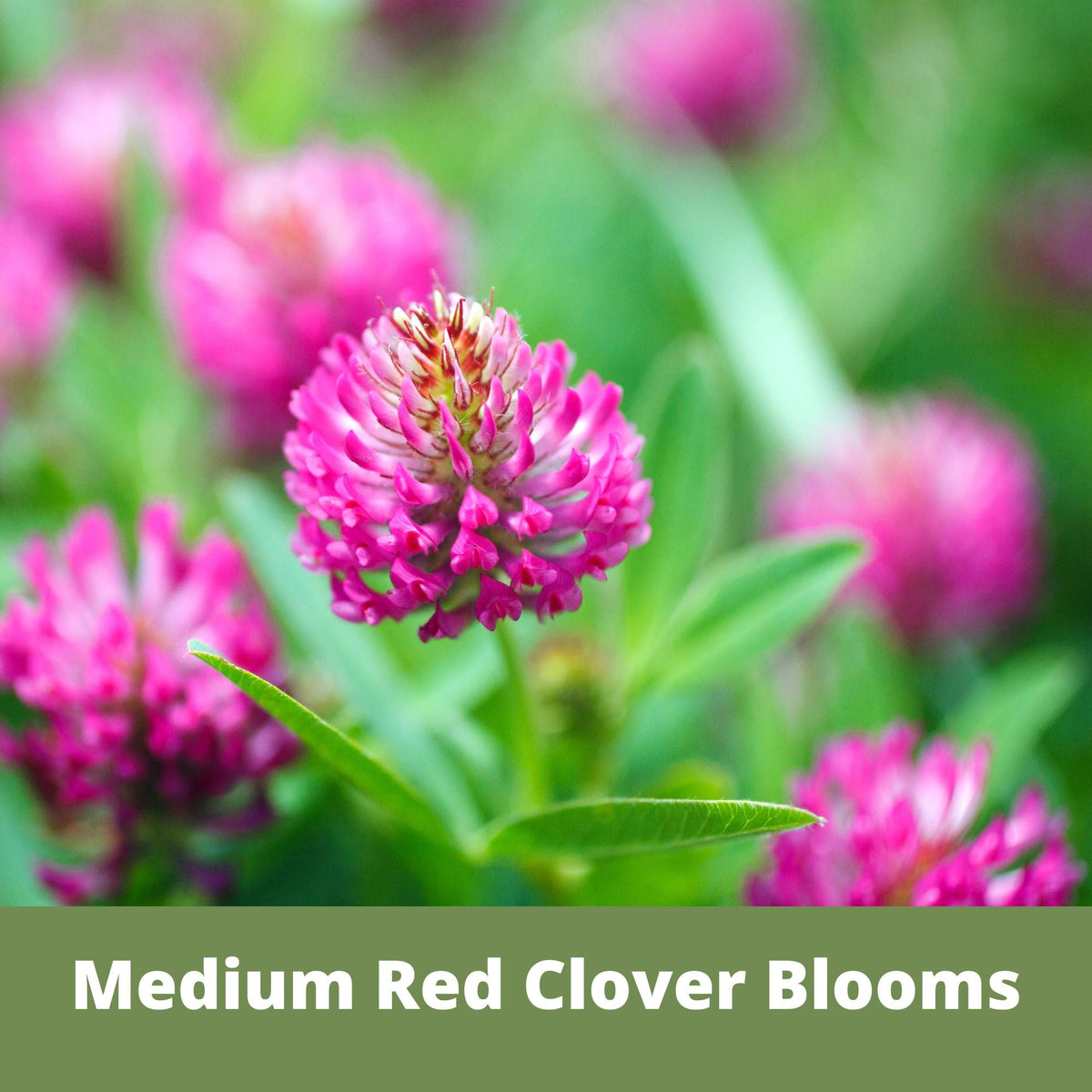 Medium Red Clover Seed – photo 3