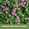Medium Red Clover Seed – photo 2