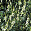 1500 WHITE Blossom SWEET CLOVER Melilotus Officinalis Alba Albus Sweetclover Honey Clover Flower Seeds