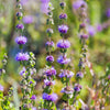 Pennyroyal (Mentha pulegium)