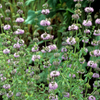 Pennyroyal (Mentha pulegium)