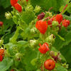 Manzanilla (Malvaviscus arboreus var. drummondii)