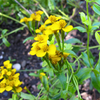 Mexican Tarragon (Tagetes lucida)