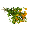 Mexican Tarragon (Tagetes lucida)